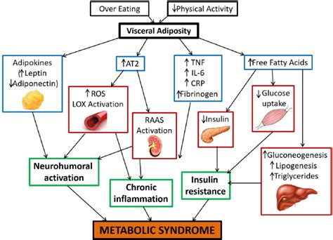 Metabolic Syndrome Pathophysiology Management And Modulation By