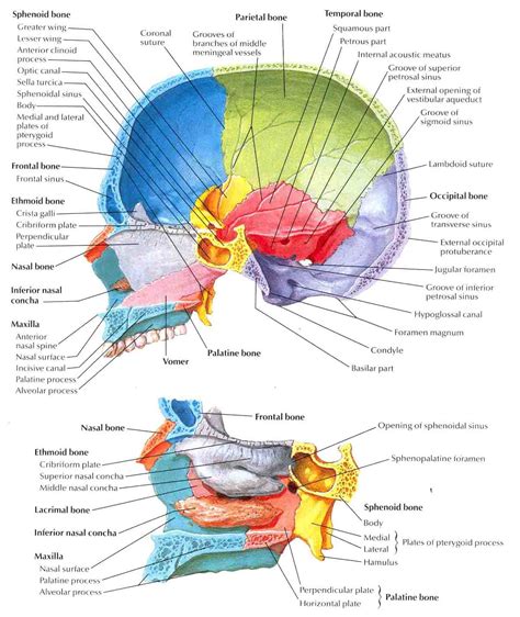 Chapter 7 Axial Skeleton Biology 4 Human Anatomyprofessor Julie