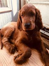 Llewellin setter puppies for sale. Irish Setter Puppies For Sale | Buffalo, NY #310105
