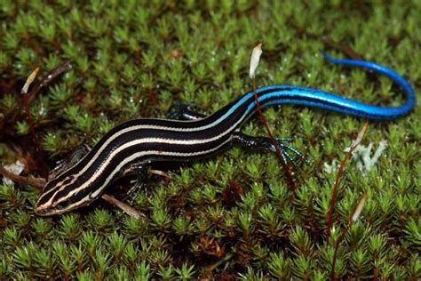 Are Skinks Poisonous Decoding The Debate On Skink Poisoning