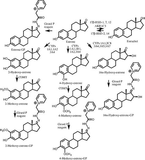 Estrogen Metabolism And Formation Of Gp Derivatives Download