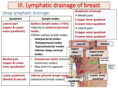 Breast Anatomy Quadrants Iblce Exam Review At University Of Oklahoma