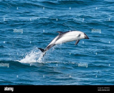 El Delfín De Peale Lagenorhynchus Australis Saltando En Las Aguas De