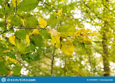 Leaves On A European Beech Tree Fagus Sylvatica Starting To Change