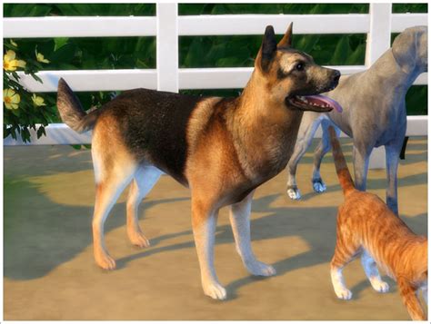 Sims 4 Ccs The Best Animal By Severinka