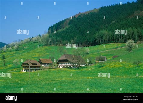 Traditional Farmhouses In The Black Forest In The South Of Germany