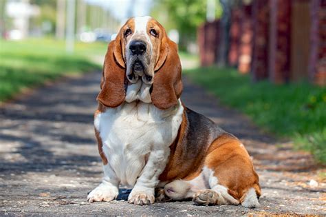 These Popular Hound Breeds Will Have You Grinning From Ear To Ear