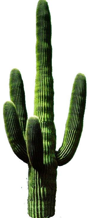 Cactus Hd Png Transparent Cactus Hdpng Images Pluspng