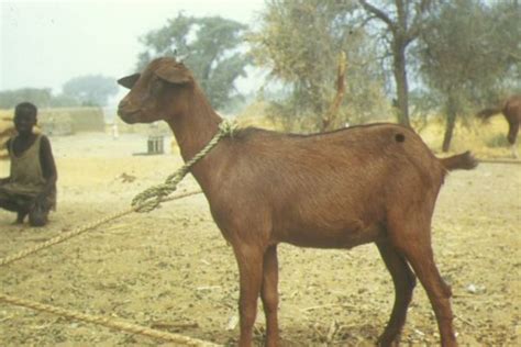 Local And Exotic Breeds Of Goats Livestocking