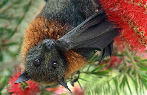 Australian Fruit Bat Fruit Bat Animals Bat Species