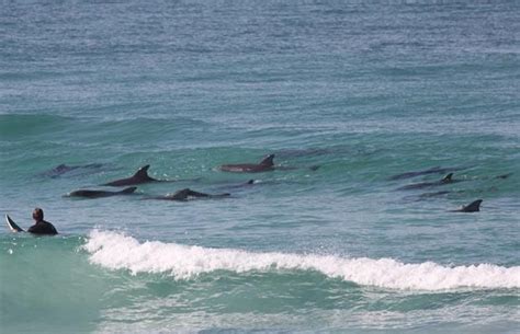 Surfing With Dolphins South Australia States Of Australia