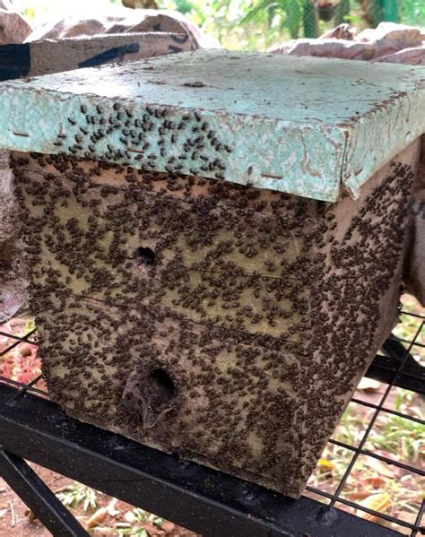 Why Philippine Beekeepers Want To Nurture Stingless Bees
