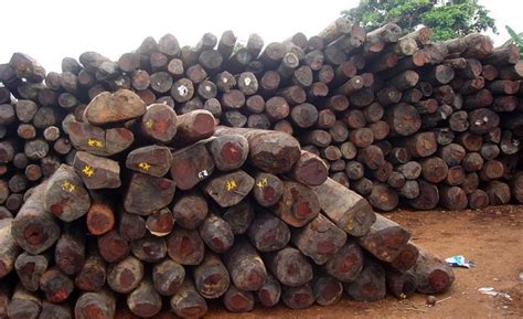 India demands removal of rosewood from CITES