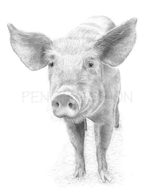 Pig Art Print Hand Drawn Animal Pencil Drawing A4 A5 Etsy