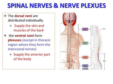 Plexus Products Spinal Nerve School Notes