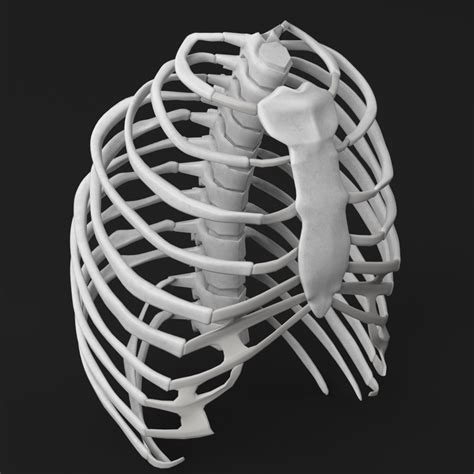 Anatomy Human Rib Cage By Francescomilanese85 3docean