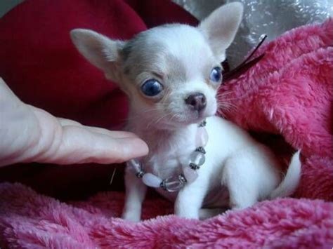 What does a chihuahua look like. Excellent Apple Head Chihuahua Puppies - Animals - Astatula - Florida - announcement-33648