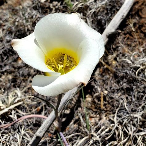 Sego Lily Utah State Flower Gnj Design Flickr