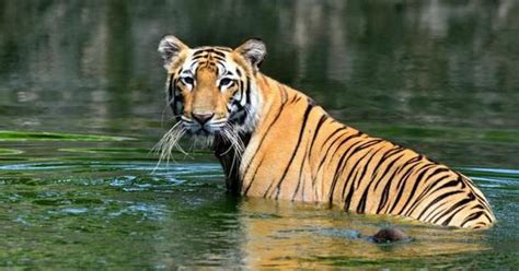 Celebrating Great News For Indias Tigers Corbett Records Highest