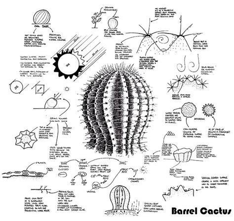 Barrel Cactus Coloring Page Coloring Pages