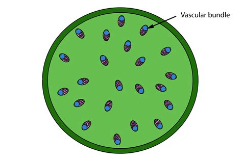 In monocots, xylem and phloem are organized in vascular bundles scattered throughout the stem. Mnemonic to remember the difference of stem vascular bundles