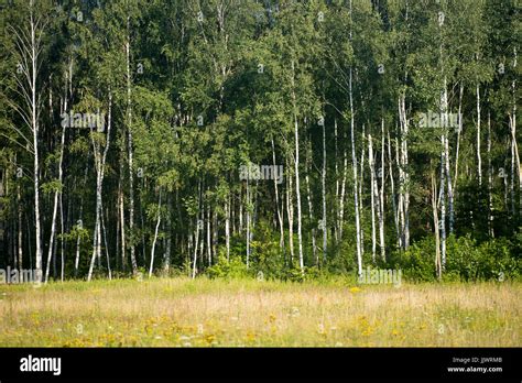 Summer Birch Forest On Sunny Day Stock Photo Alamy