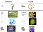 Angiospermae (Flowering Plants) — The Biology Primer