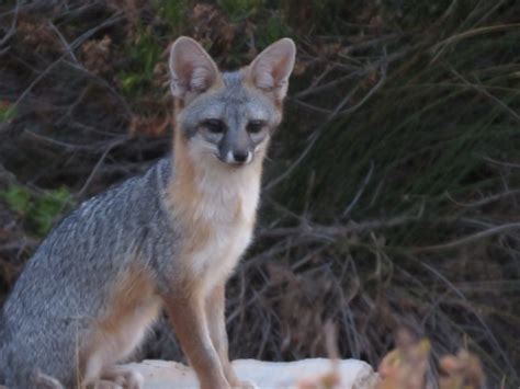 Gray Fox Southern Cal Fox Grey Fox Puppies