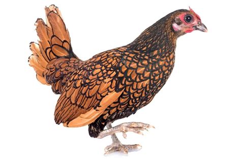 sebright chicken breed complete care guide 2023