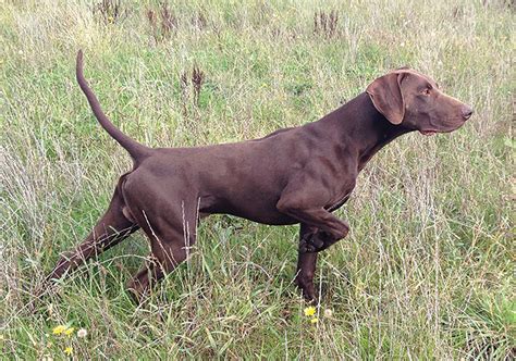 Brown Spotted German Shorthaired Pointer