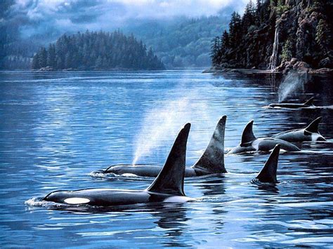 Download Orca Underwater Wallpaper Pod Of Whales By Kmiller20 Orca