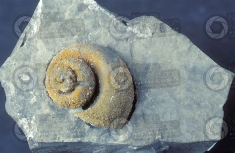 Gastropoda Gasteropode Fossile Triassico Superiore Retico