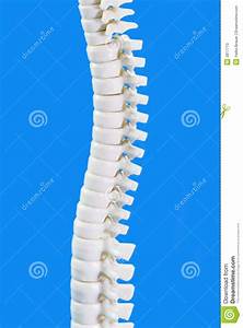 Diagram Of Backbone