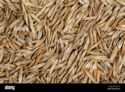 Lawn Grass Seed Including Ryegrass Lolium Sp Stock Photo Royalty Free