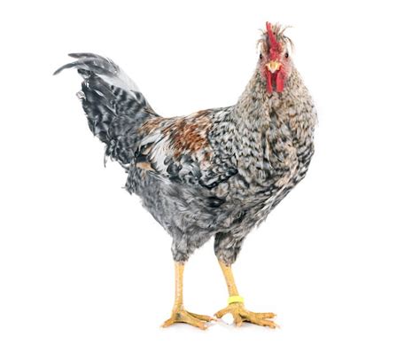 Cream Legbar All You Need To Know Egg Color And Temperament Chickens And More