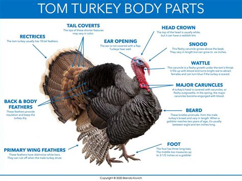 Parts Of A Turkey Labeled