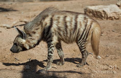 Striped Hyena Hyaena Hyaena M2 Photograph By Eyal Bartov