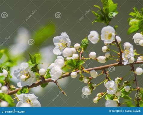 Beautiful Blossoming White Flowers Tree Close Up Stock Photo Image Of