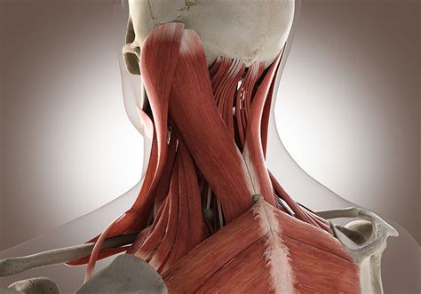 Back Of Neck Anatomy Muscles Head And Neck 1 Medical Anatomy And