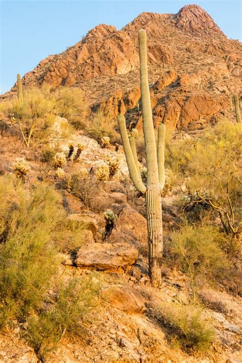 Saguaro Cactus In The Sonoran Desert Stock Image Image Of Park