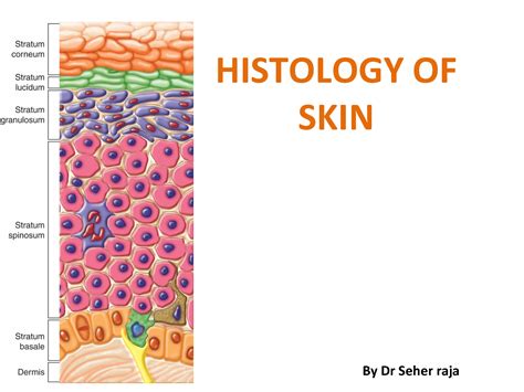 Solution Final Histology Of Skin Studypool