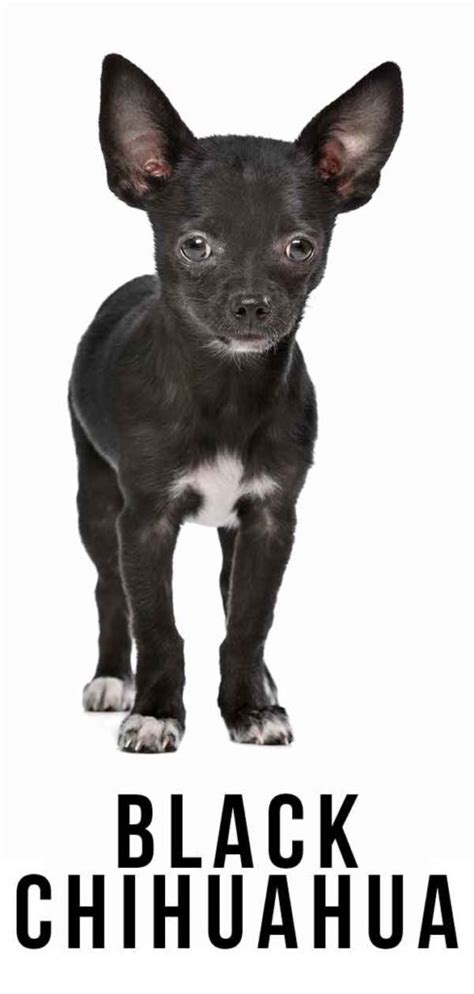 Black Chihuahua Find Out More About This Popular Coat Color
