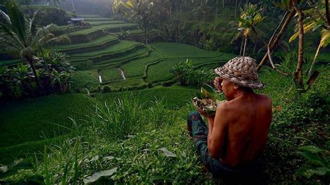 Menikmati Keindahan Pemandangan Sawah Terasering Ceking Di Bali Regional