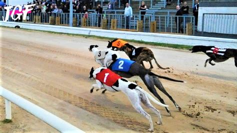 Dog Racing Sport Greyhound Race Ireland 2020 Youtube