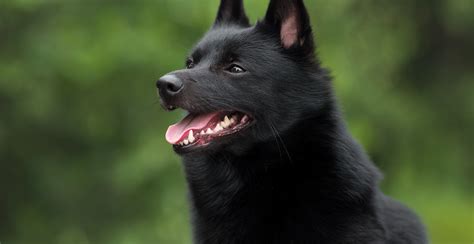 Schipperke Dog Breed Information Breed Advisor