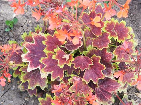 Image Of Pelargonium Geranium Variegated Leaves Margaret Mcmillan