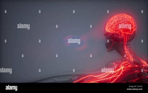 Human Brain Radiology Exam Stock Photo Alamy