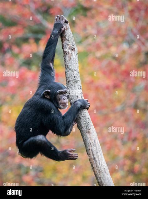 Baby Chimpanzee Hi Res Stock Photography And Images Alamy