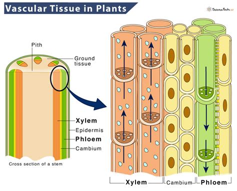 Vascular Tissue In Plants Definition And Functions