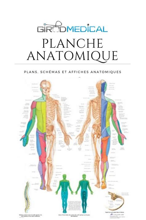 Planche Anatomique Planche Anatomique Anatomie Anatomie Musculaire